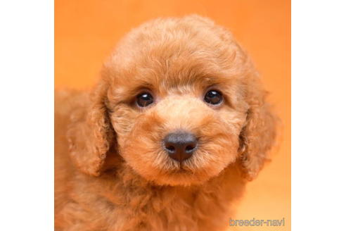 成約済の東京都のトイプードル-192386の2枚目